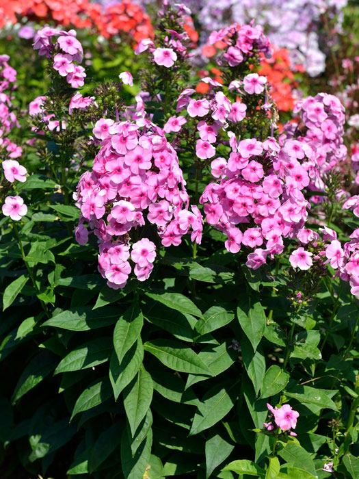 Phlox paniculata 'Fondant Fancy', Flammenblume, Sommerphlox