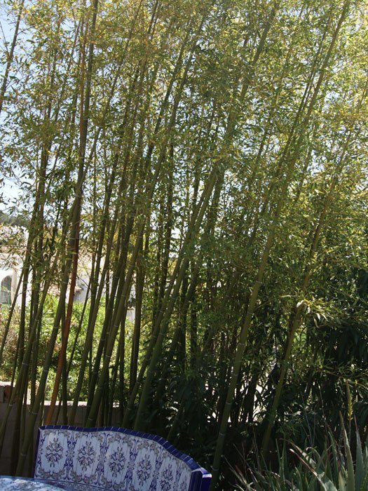 Phyllostachys aurea, Gelber Bambus