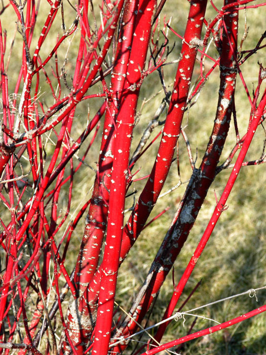 Rotes Holz des Sibirischen Hartriegels