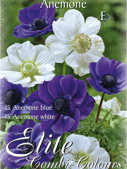 Anemone De Caen, Blau und Weiß, Anemone coronaria (Art.Nr. 520751)