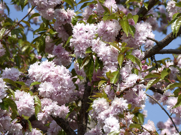 Prunus serrulata 'Kiku-Shidare-Sakura', Japanische Hänge-Nelkenkirsche - Hochstamm