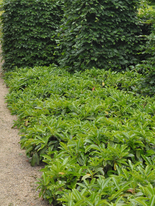 Prunus laurocerasus 'Mount Vernon', Bodendecker-Kirschlorbeer