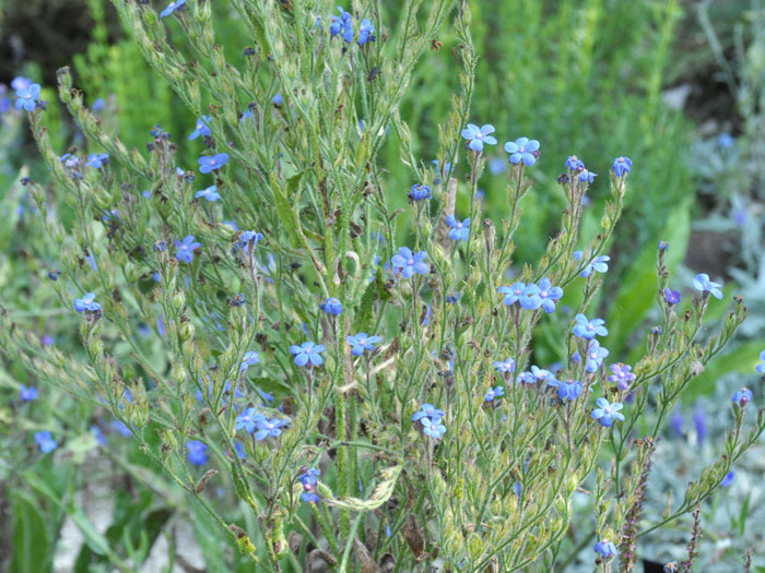 Anchusa azurea  'Loddon Royalist', Große Ochsenzunge, italienische Ochsenzunge