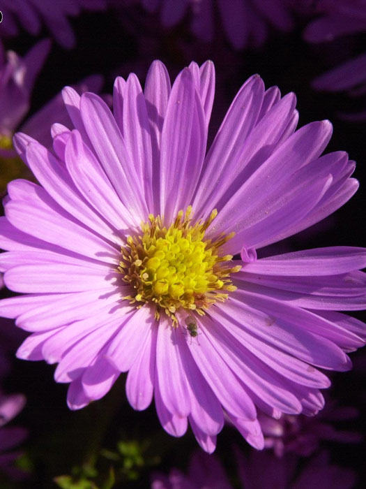 Aster dumosus 'Herbstgruß vom Bresserhof', Kissen-Aster, Herbst-Aster