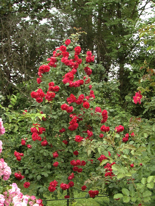 Strauch der Rose Pauls Scarlet Climber 