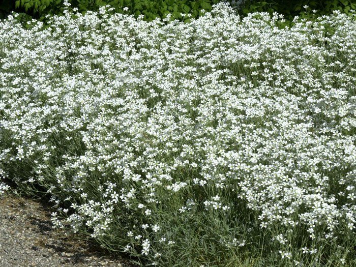 Cerastium tomentosum 'Silberteppich', Silberhornkraut, filziges Hornkraut