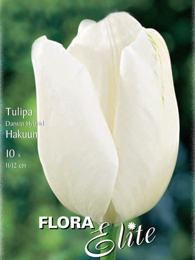 Darwin-Hybrid-Tulpe 'Hakuun' (Art.Nr. 595307)