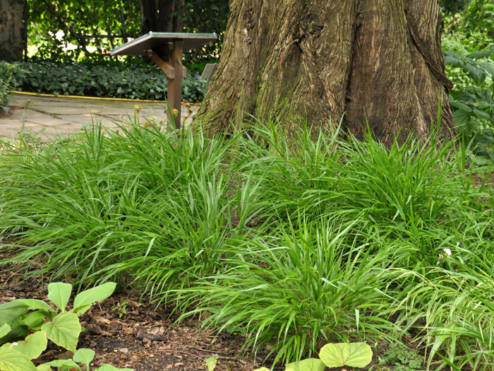 Hakonechloa macra (M), Japanisches Berggras