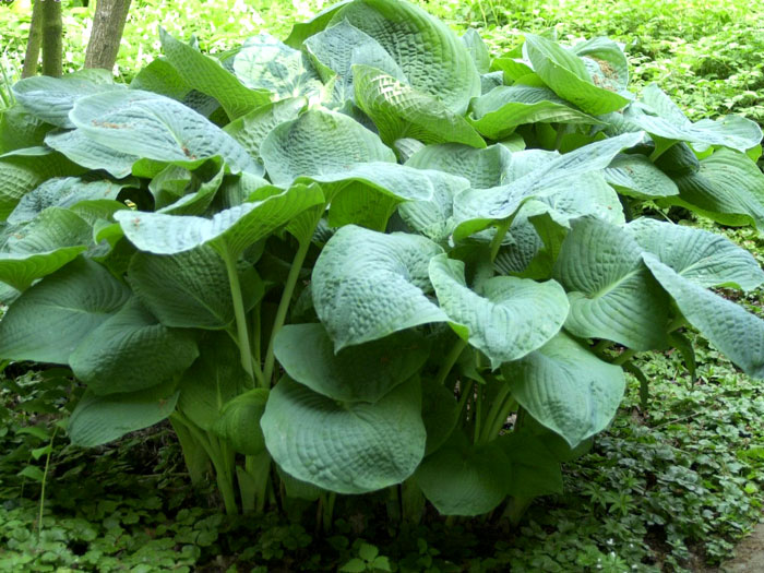 Hosta sieboldiana 'Elegans', Blaublatt-Funkie, Herzblatt-Lilie