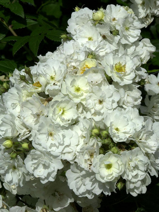 Blüte der Rose Rambling Rector