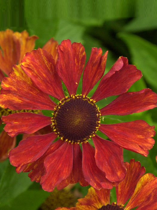 Helenium x cultorum 'Baudirektor Linne', Garten-Sonnenbraut