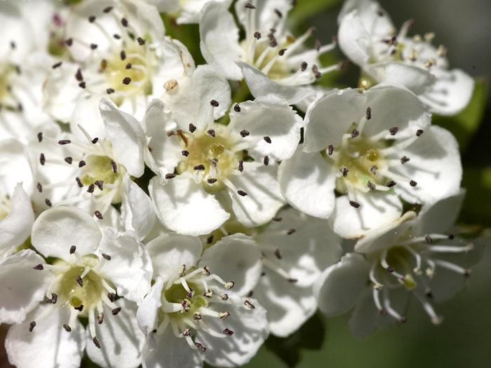 Blüte des eingriffligen Weißdorn