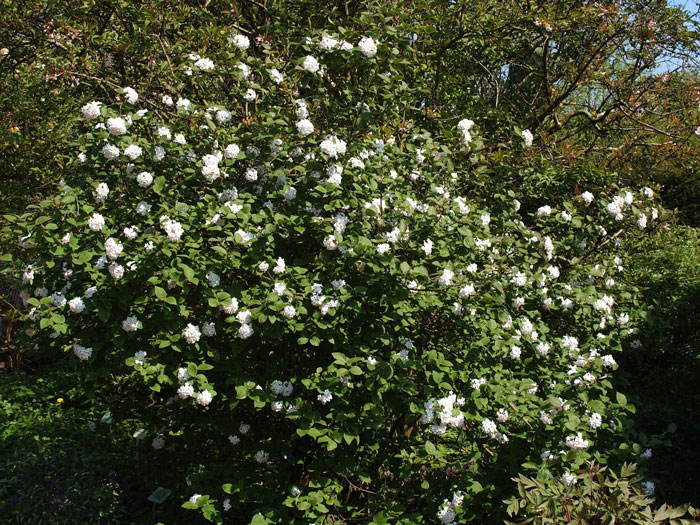 Schneeball Aurora Strauch