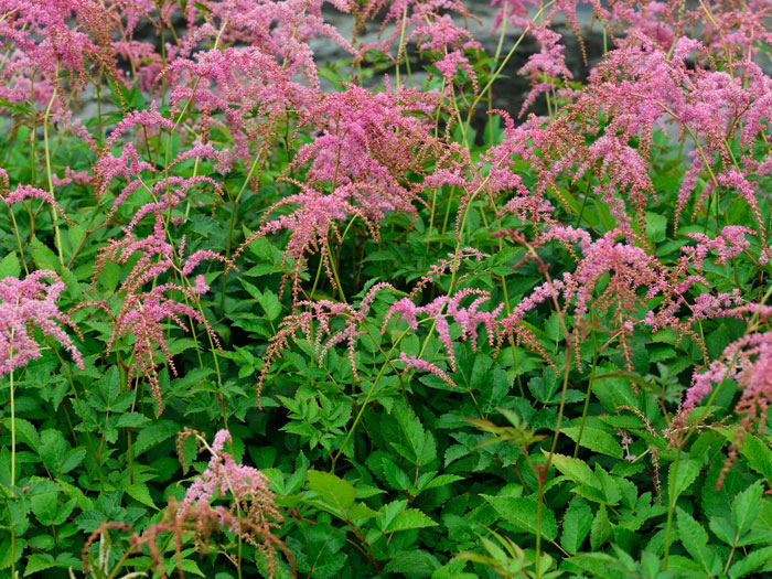 Hängende Blütenpracht der Thunberg's Astilbe