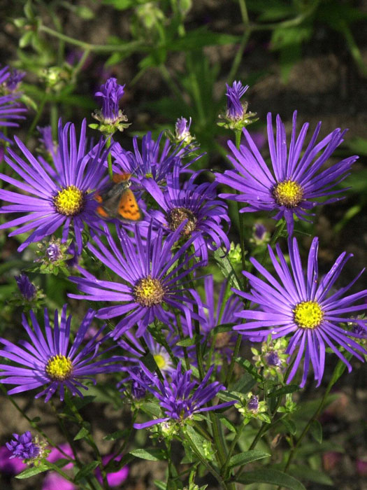 Aster amellus 'Veilchenkönigin', Bergaster, Amellusaster