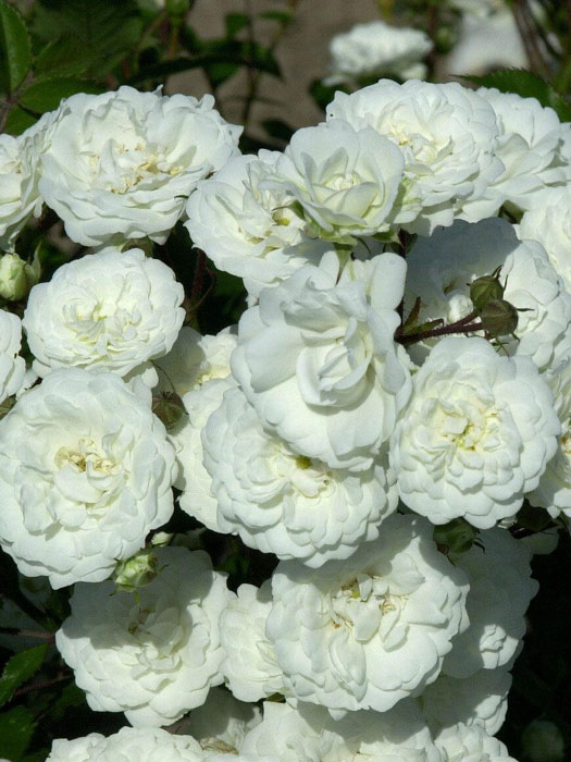 Rose Alba Meidiland in reinstem Weiß