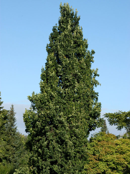 Quercus robur 'Fastigiata Koster', Säuleneiche - Hochstamm