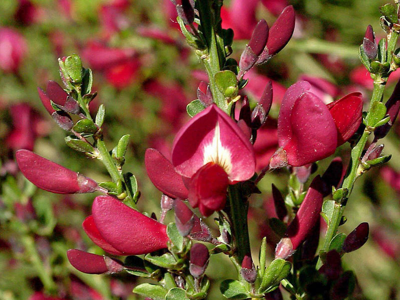 Cytisus scoparius 'Boskoop Ruby', Edelginster