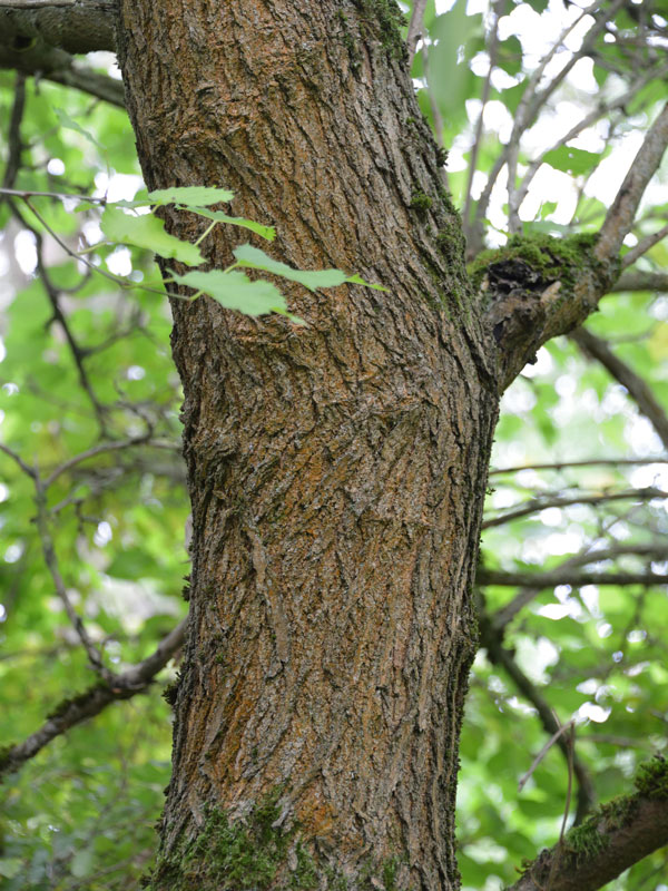 Morus rubra, rote Maulbeere