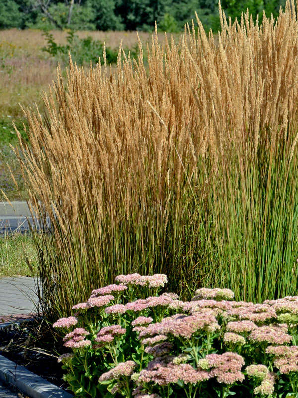 Calamagrostis x acutiflora 'Karl Förster' (M), Garten-Reitgras, Sandrohr