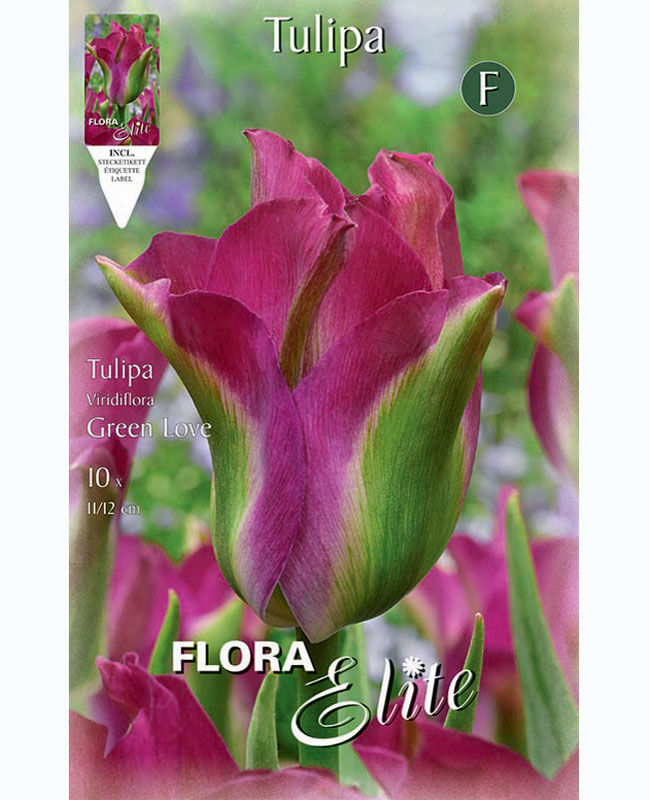 Viridiflora Tulpe 'Green Love' (Art.Nr. 5956170)