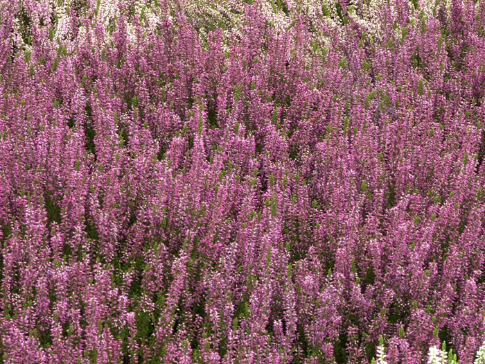 Üppiger Blütenflor der Knospenheide 'Amethyst'