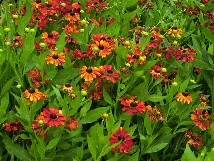 Helenium x cultorum 'Baudirektor Linne', Garten-Sonnenbraut