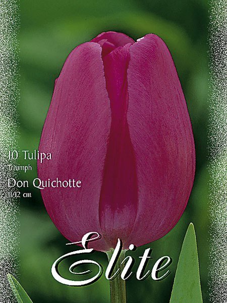 Triumph-Tulpe 'Don Quichotte' (Art.Nr. 595204)