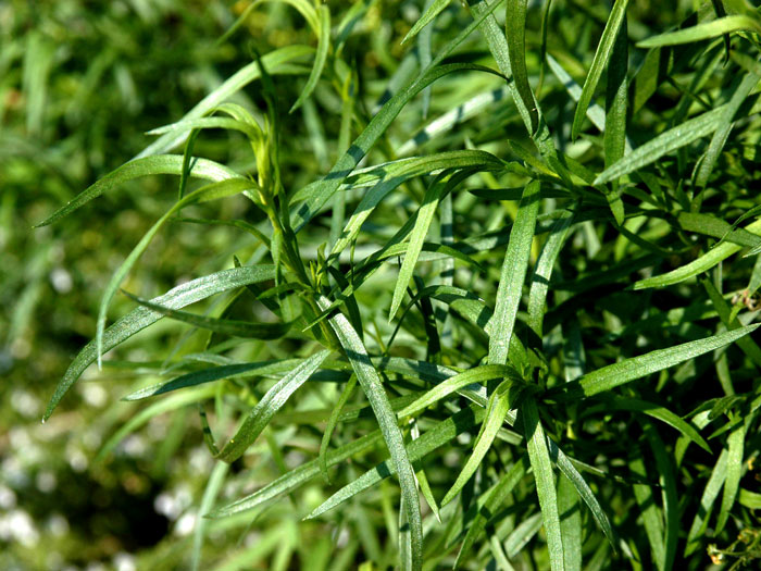 Estragon, Bertram, Artemisia dracunculus