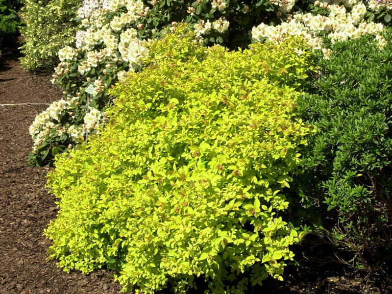 Spiraea japonica 'Golden Princess', Gelbe Zwergspiere