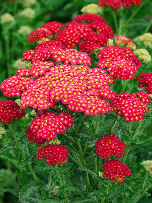 Achillea millefolium 'Tutti Frutti Pomegranate'®, Schafgarbe