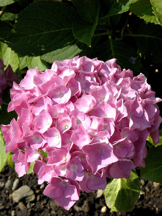 Hydrangea macrophylla 'Bouquet Rose', Bauernhortensie