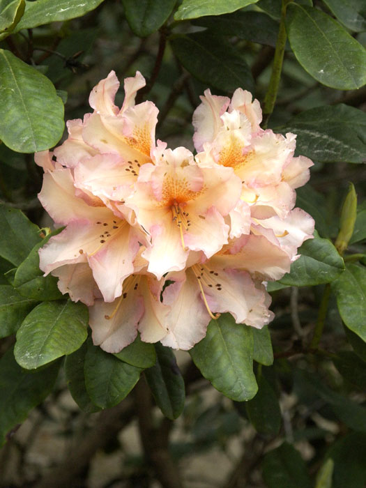 Rhododendron 'Norfolk Candy'