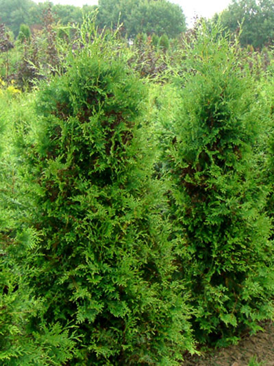 Thuja Brabant Baumschule