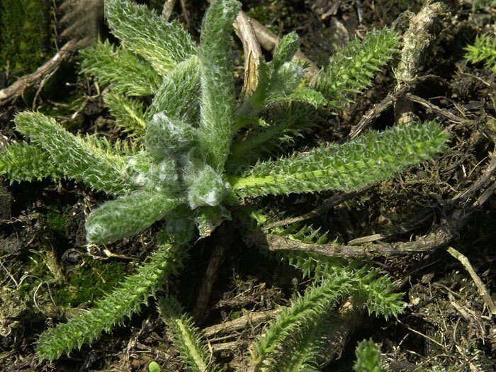 Achillea tomentosa, Polsterschafgarbe, Teppichschafgarbe