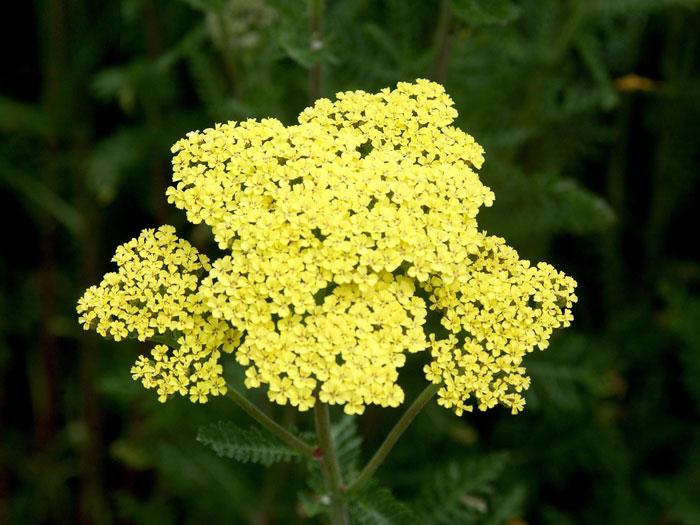 Achillea filipendulina 'Credo' (M), Schafgarbe, Goldquirl-Garbe