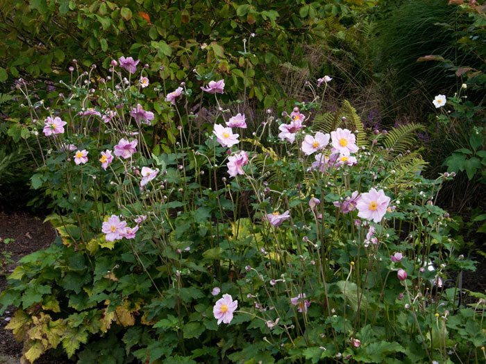 Naturnahe Pflanzung mit der Anemone 'Königin Charlotte'