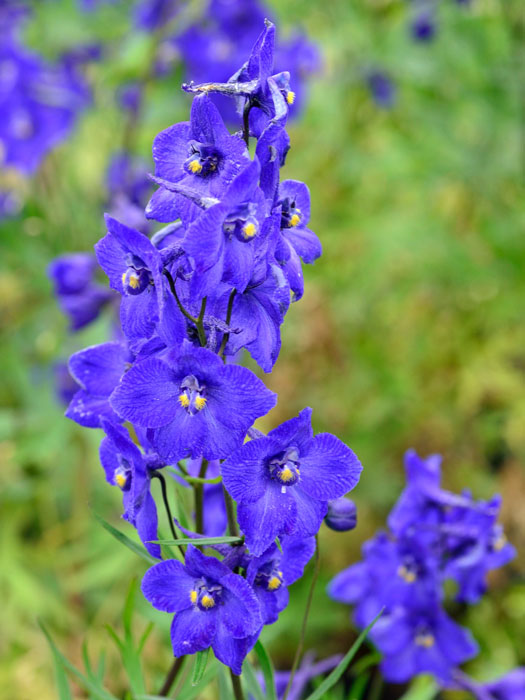 Delphinium belladonna 'Atlantis', Rittersporn, verzweigter Gartenrittersporn