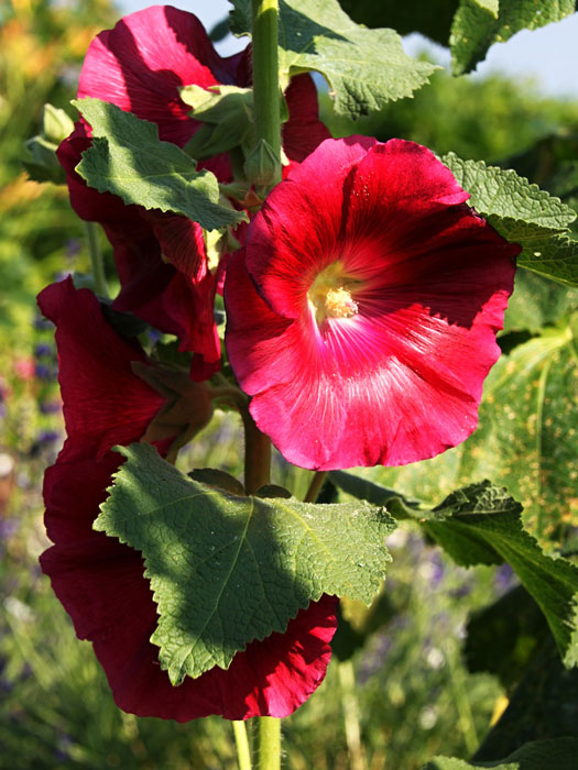 Alcea rosea 'Mars Magic' (M), Stockrose, englische Stockrose, Spotlight-Stockrose