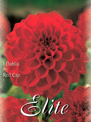 Ball-Dahlie 'Red Cap', Dahlia (Art.Nr. 520492)