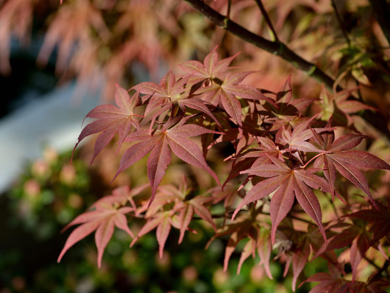 Herbstfärbung von Acer Bloodgood