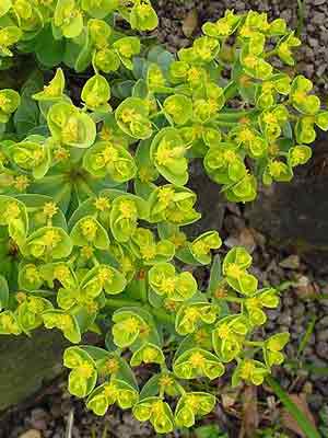 Euphorbia myrsinites, Walzenwolfsmilch