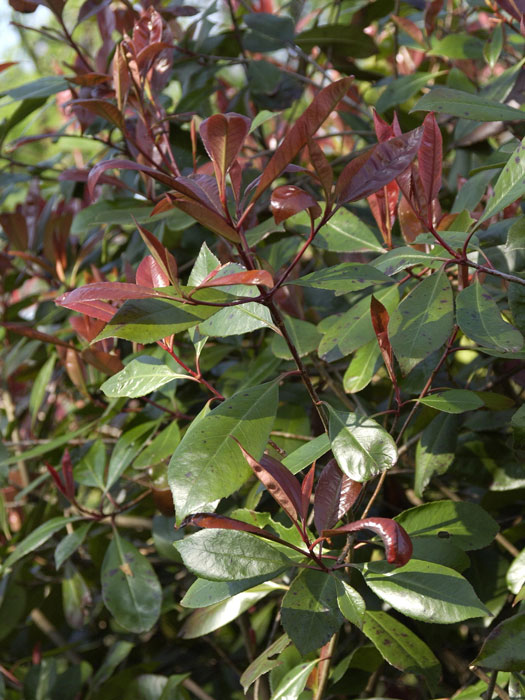 Photinia fraseri 'Red Robin', immergrüne rote Glanzmispel