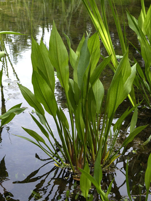 Alisma plantago-aquatica,  Froschlöffel