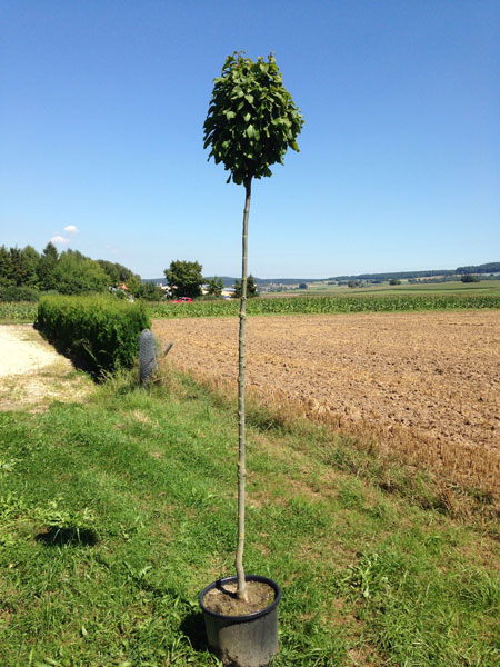 Carpinus betulus 'Monumentalis', kleine Säulen-Hainbuche - Hochstamm