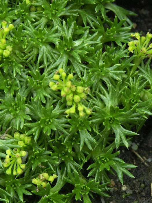 Azorella trifurcata 'Nana', Zwerg-Andenpolster