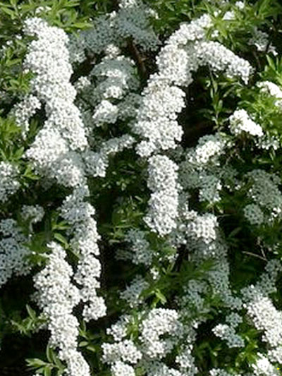 Spiraea arguta, Brautspiere