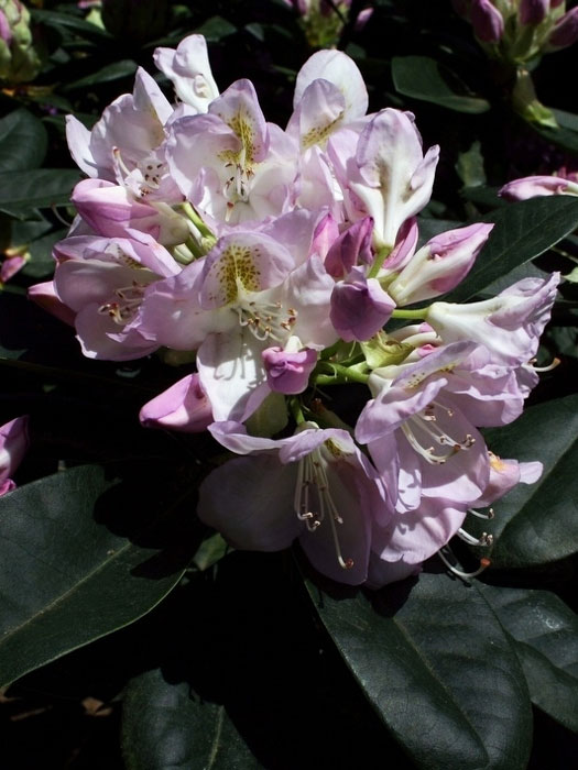 Rhododendron 'Gomer Waterer'