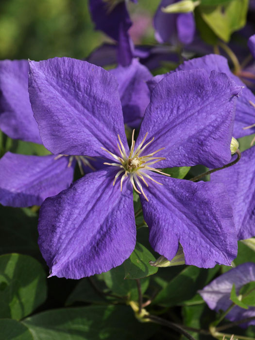 Die violette Blüte der Clematis Jackmanii