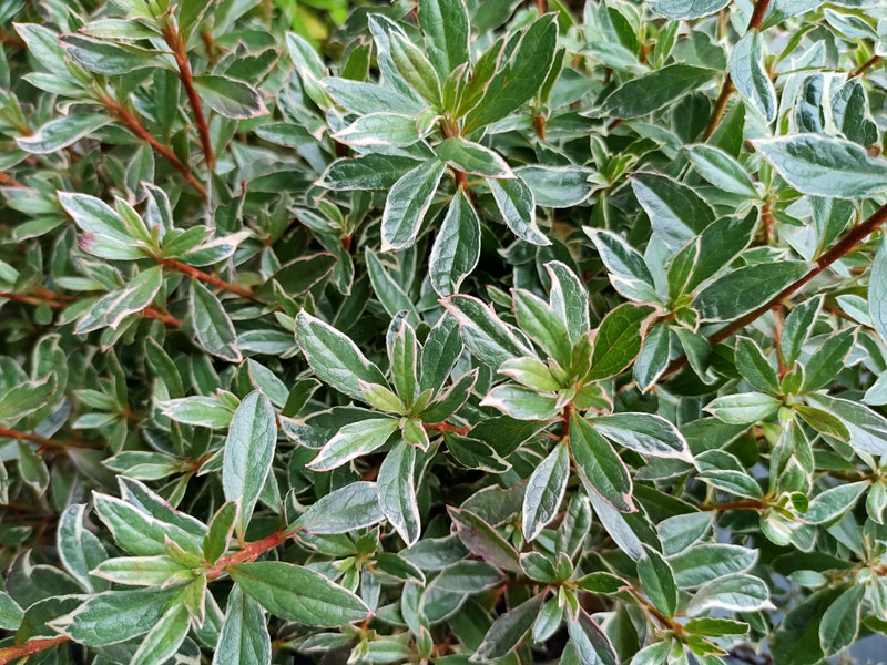 Rhododendron obtusum 'Hot Shot Variegated', wintergrüne japanische Gartenazalee